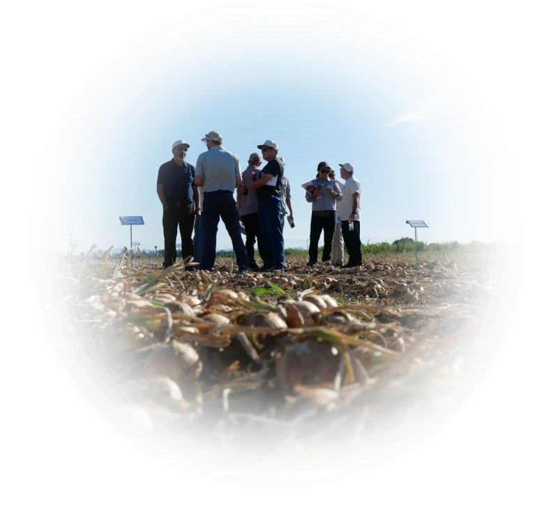 Farmers in field