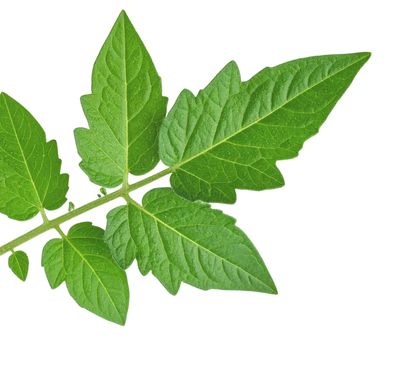 Leaf image